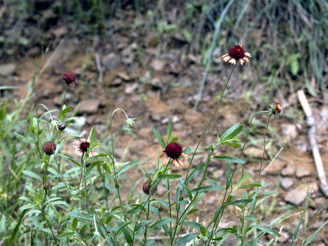 Gaillardia aestivalis var. aestivalis (Lanceleaf blanketflower) #4493