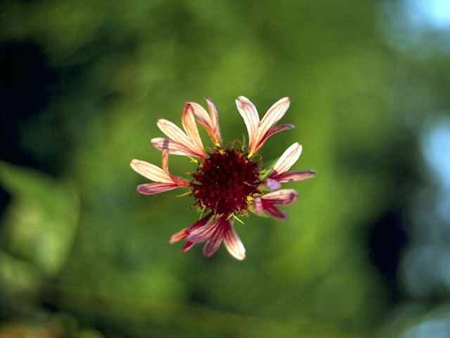 Gaillardia aestivalis var. aestivalis (Lanceleaf blanketflower) #4494