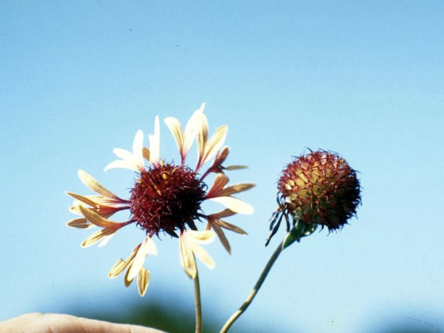 Gaillardia aestivalis var. winkleri (Winkler's blanketflower) #4497