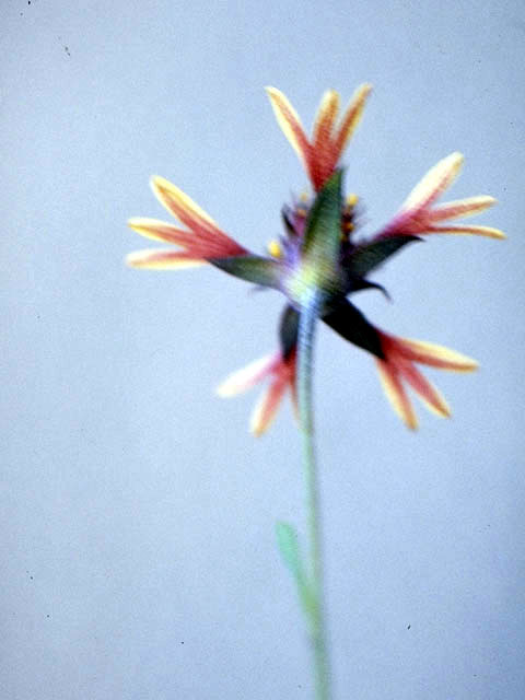 Gaillardia aestivalis var. aestivalis (Lanceleaf blanketflower) #4498