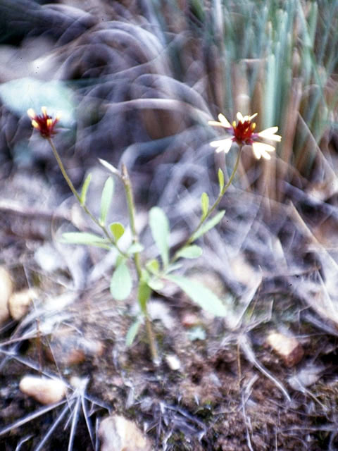 Gaillardia aestivalis var. aestivalis (Lanceleaf blanketflower) #4499