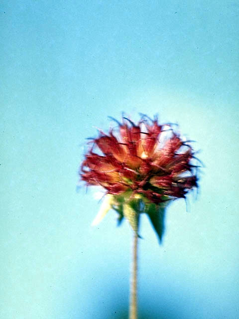 Gaillardia aestivalis var. aestivalis (Lanceleaf blanketflower) #4500