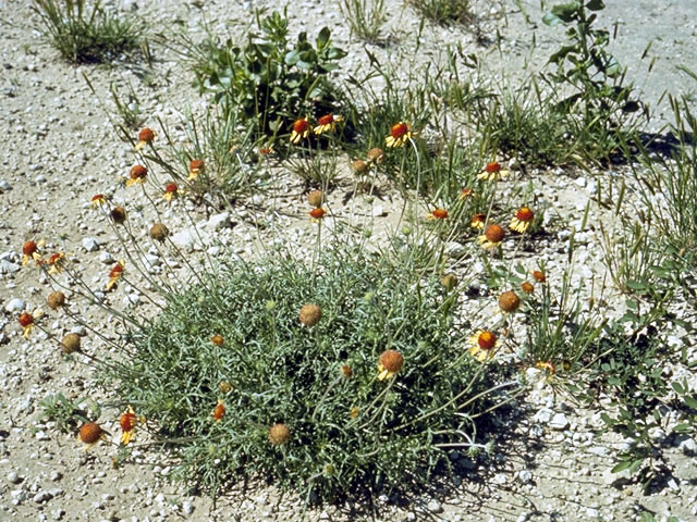Gaillardia pinnatifida (Red dome blanketflower) #4506