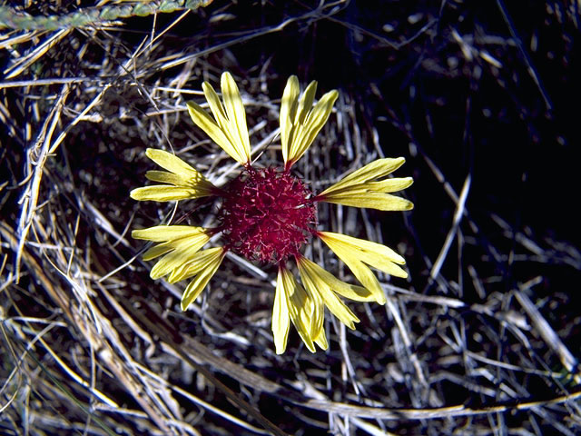 Gaillardia pinnatifida (Red dome blanketflower) #4508