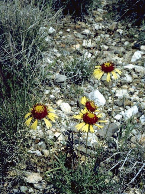 Gaillardia suavis (Pincushion daisy) #4526