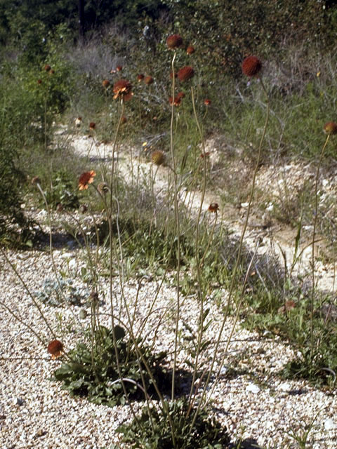 Gaillardia suavis (Pincushion daisy) #4528