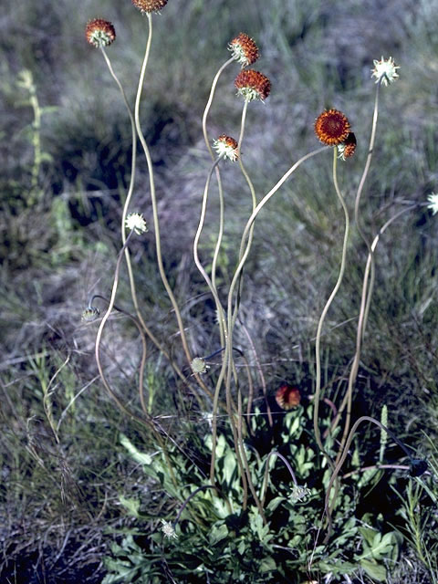 Gaillardia suavis (Pincushion daisy) #4529