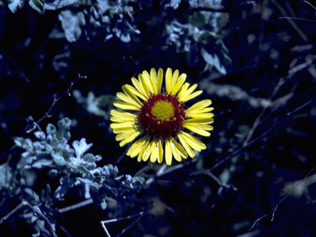 Gaillardia suavis (Pincushion daisy) #4531