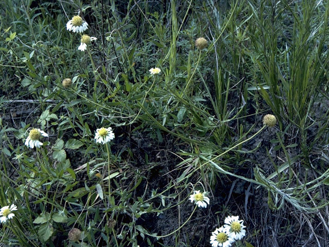 Gaillardia aestivalis var. winkleri (Winkler's blanketflower) #4535