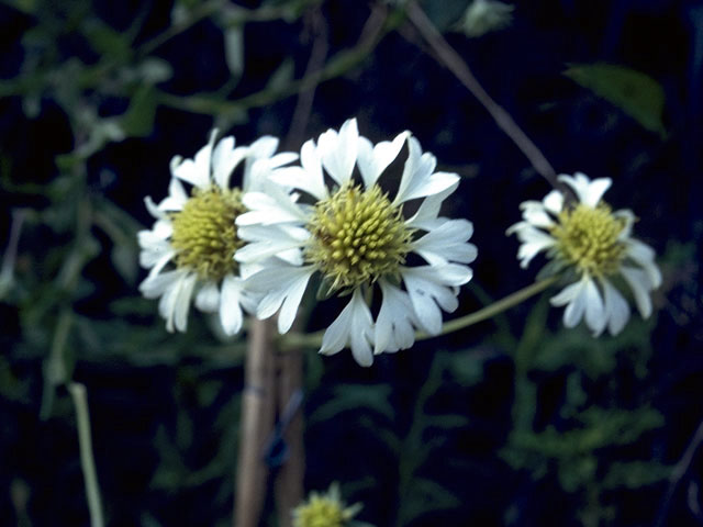 Gaillardia aestivalis var. winkleri (Winkler's blanketflower) #4536