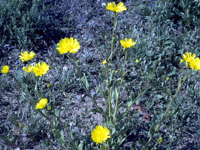 Geraea canescens (Hairy desert-sunflower) #4541
