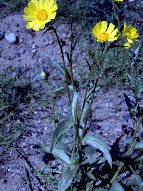 Geraea canescens (Hairy desert-sunflower) #4542
