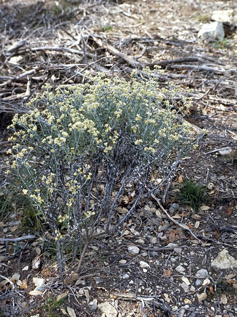 Pseudognaphalium obtusifolium ssp. obtusifolium (Blunt-leaf rabbit-tobacco) #4550