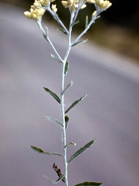 Pseudognaphalium obtusifolium ssp. obtusifolium (Blunt-leaf rabbit-tobacco) #4551