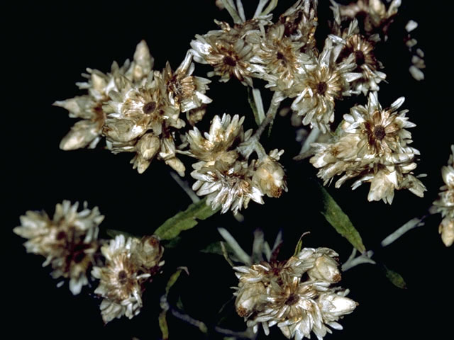 Pseudognaphalium obtusifolium ssp. obtusifolium (Blunt-leaf rabbit-tobacco) #4552