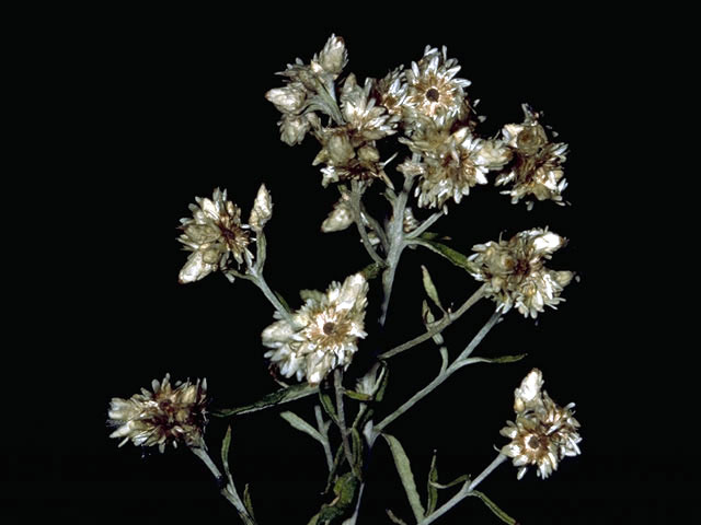 Pseudognaphalium obtusifolium ssp. obtusifolium (Blunt-leaf rabbit-tobacco) #4553