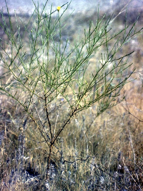 Amphiachyris dracunculoides (Prairie broomweed) #4575