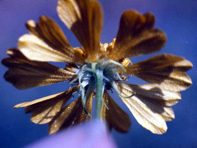 Helenium amarum (Yellow sneezeweed) #4610