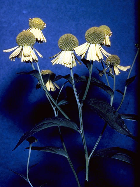 Helenium autumnale (Common sneezeweed) #4614