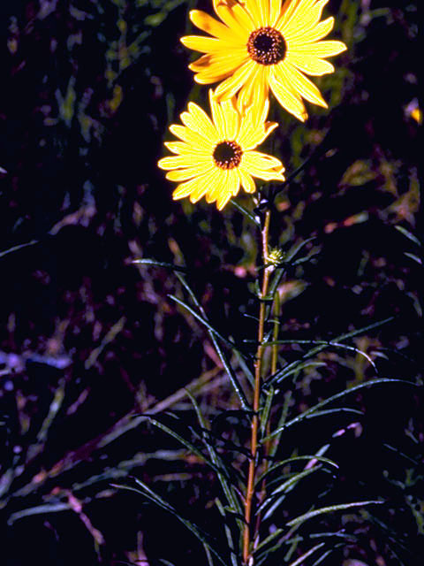 Helianthus angustifolius (Swamp sunflower) #4644