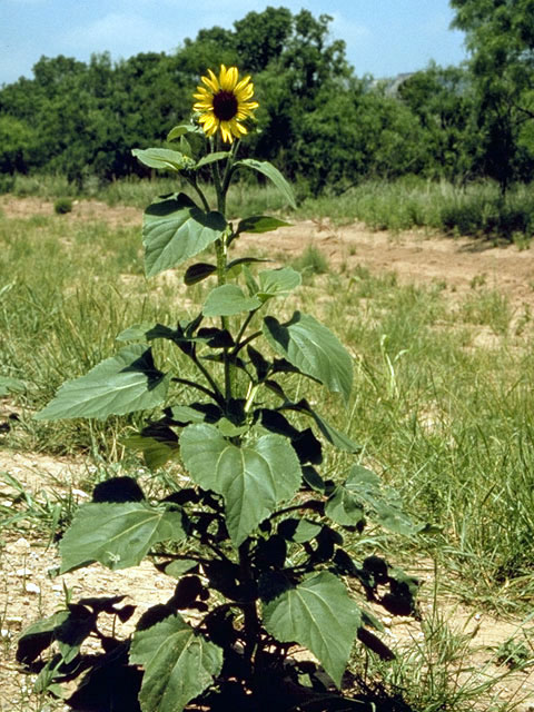 Helianthus annuus (Common sunflower) #4645