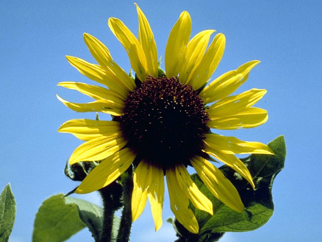 Helianthus annuus (Common sunflower) #4646