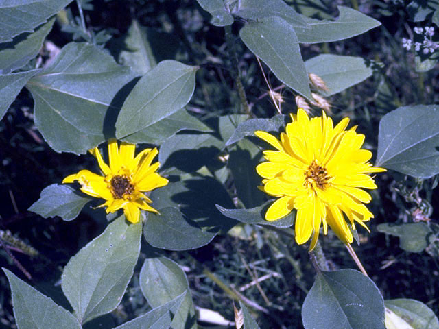 Helianthus annuus (Common sunflower) #4648
