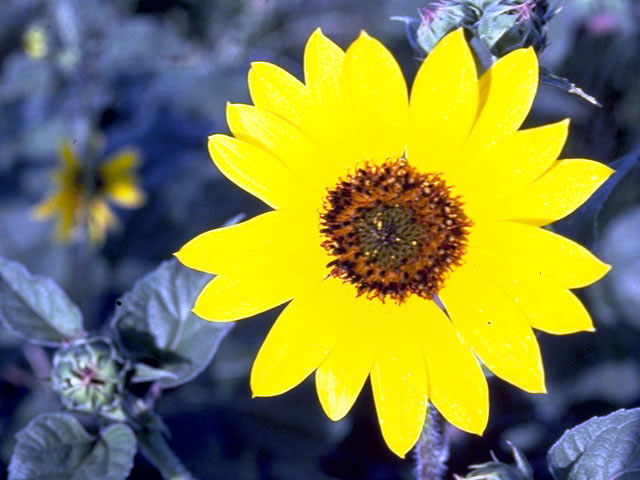 Helianthus annuus (Common sunflower) #4649