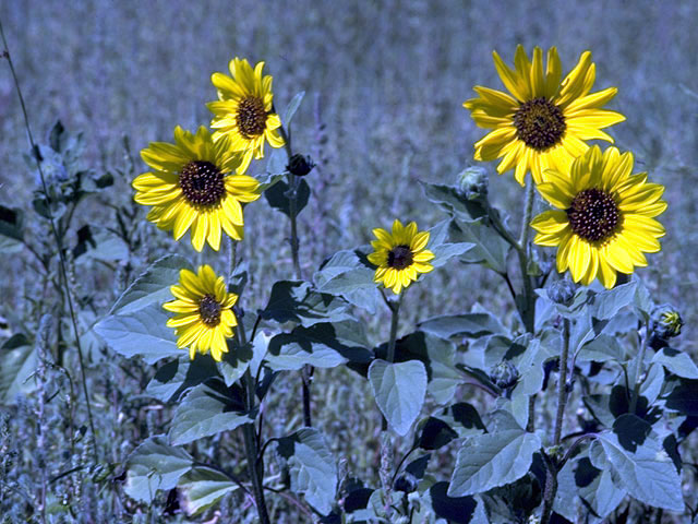 Helianthus annuus (Common sunflower) #4650