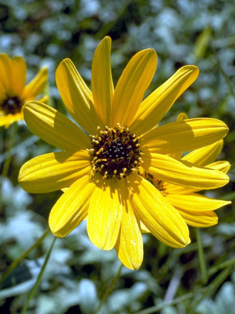 Helianthus annuus (Common sunflower) #4651