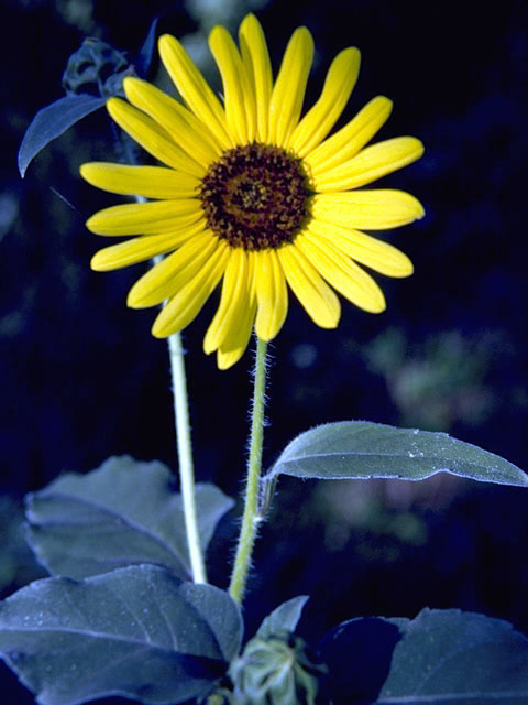 Helianthus annuus (Common sunflower) #4652