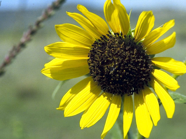 Helianthus annuus (Common sunflower) #4653