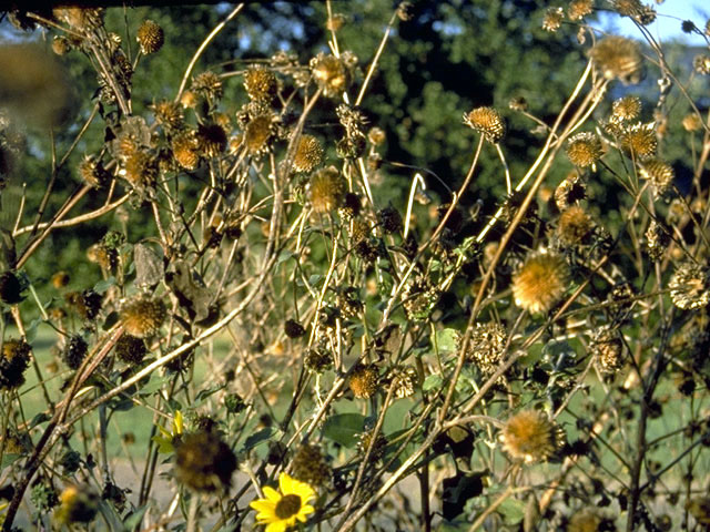 Helianthus annuus (Common sunflower) #4654