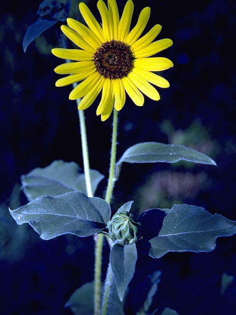 Helianthus annuus (Common sunflower) #4655