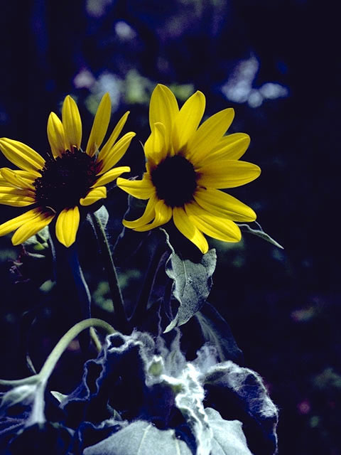 Helianthus argophyllus (Silverleaf sunflower) #4660