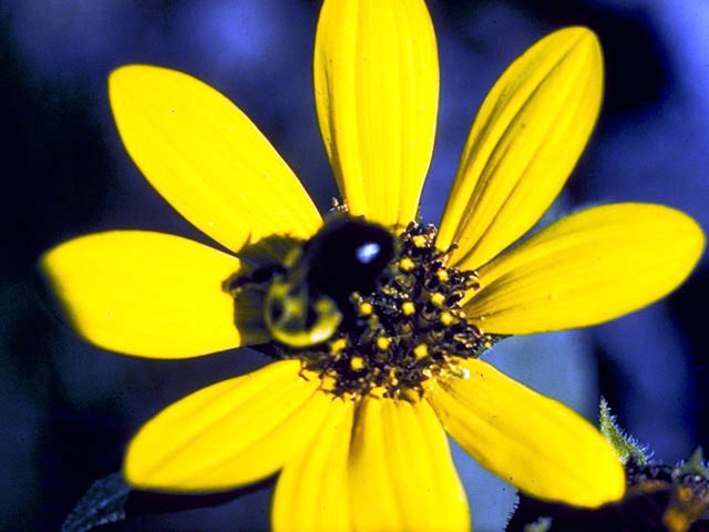 Helianthus decapetalus (Thinleaf sunflower) #4669