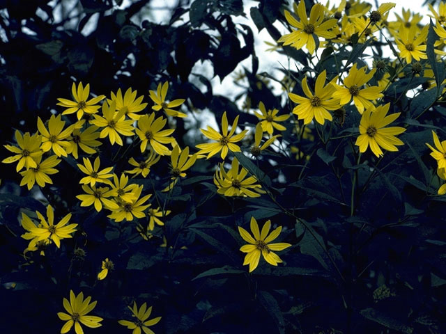 Helianthus divaricatus (Woodland sunflower) #4670