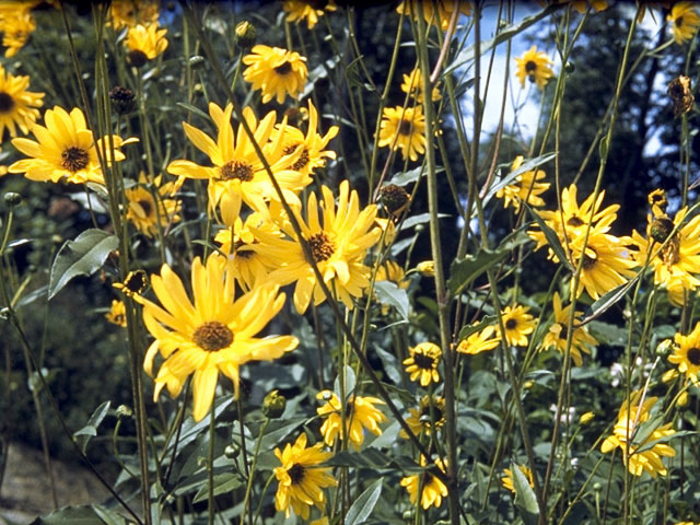 Helianthus divaricatus (Woodland sunflower) #4671