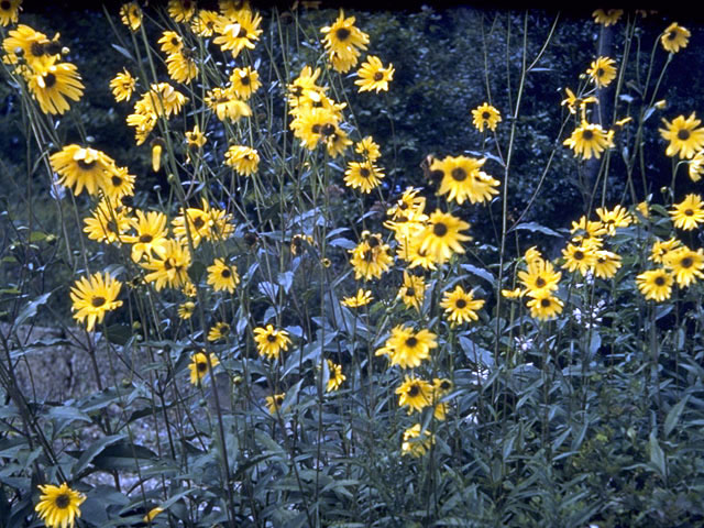 Helianthus divaricatus (Woodland sunflower) #4672