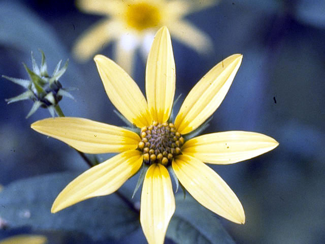 Helianthus divaricatus (Woodland sunflower) #4673