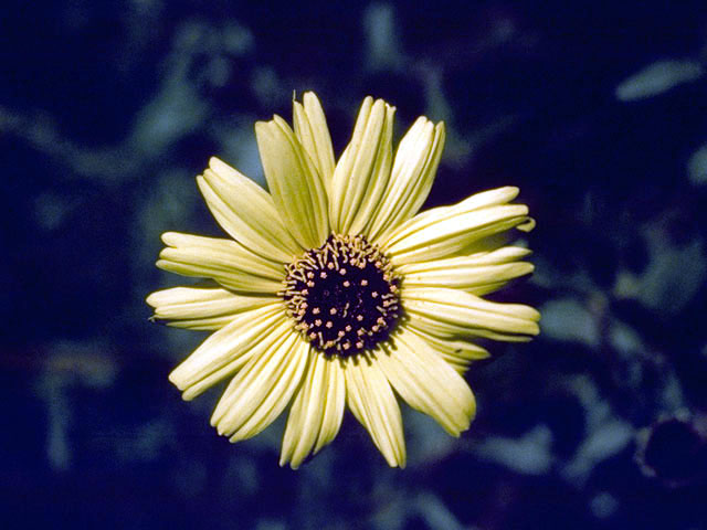 Helianthus gracilentus (Slender sunflower) #4676