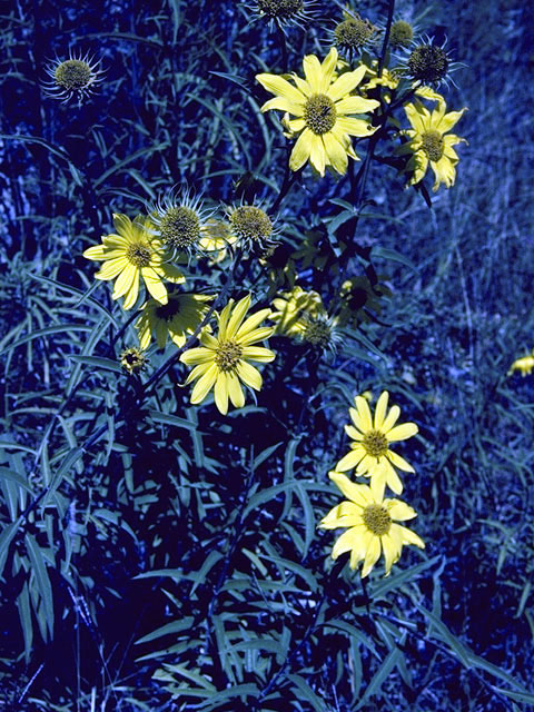 Helianthus grosseserratus (Sawtooth sunflower) #4677