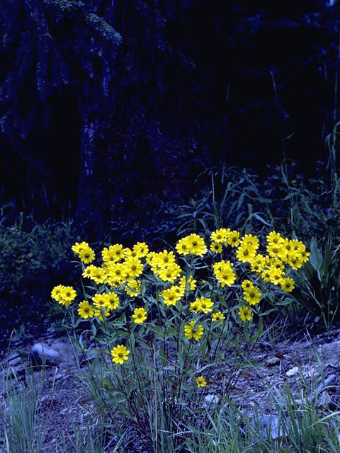 Helianthus grosseserratus (Sawtooth sunflower) #4678