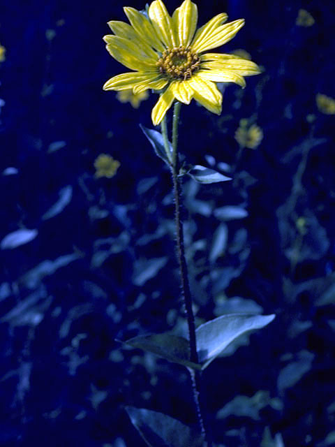 Helianthus pauciflorus (Stiff sunflower) #4684