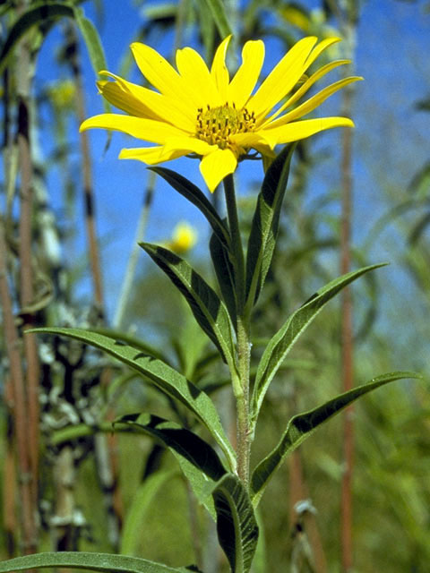 Helianthus maximiliani (Maximilian sunflower) #4685