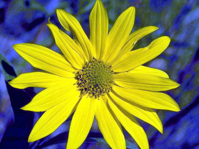 Helianthus maximiliani (Maximilian sunflower) #4686