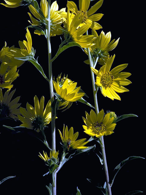 Helianthus maximiliani (Maximilian sunflower) #4689
