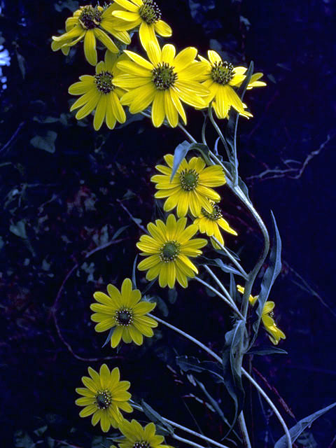 Helianthus maximiliani (Maximilian sunflower) #4691