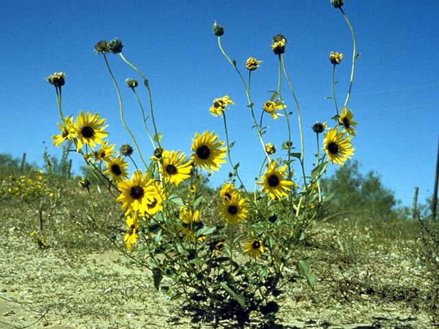 Helianthus petiolaris (Prairie sunflower) #4700