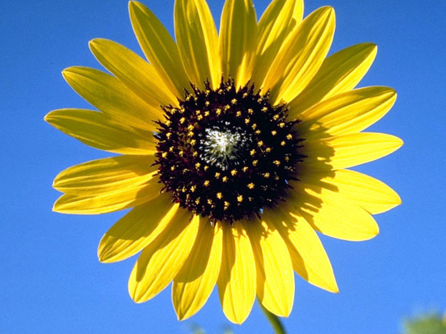 Helianthus petiolaris (Prairie sunflower) #4701
